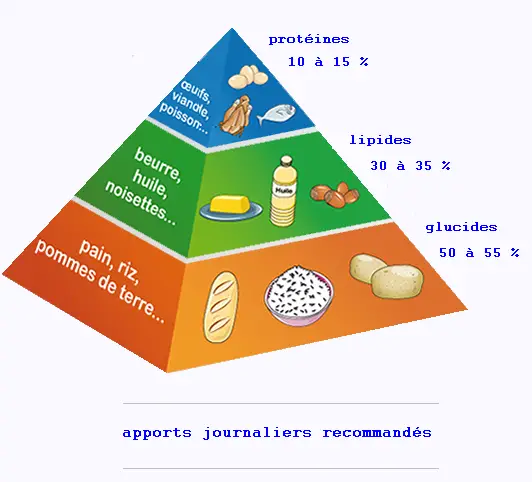 Le gramme. Glucidele. Тарелка MSP Simplast Algeria pour aliments. Carb Protein fats. Lipide.